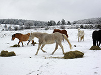 cavale-du-malzieu-bonne-annee-petit